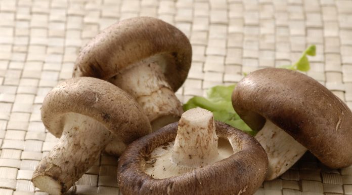 Χαλκίδα, Γιορτή μανιταριού και διεθνούς κουζίνας στις Αλυκές – Daluz