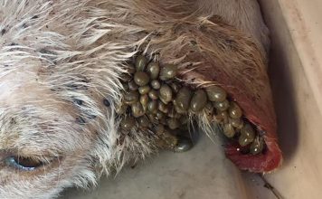 Παλεύει για τη ζωή του ο σκύλος με τα τσιμπούρια στη Χαλκίδα