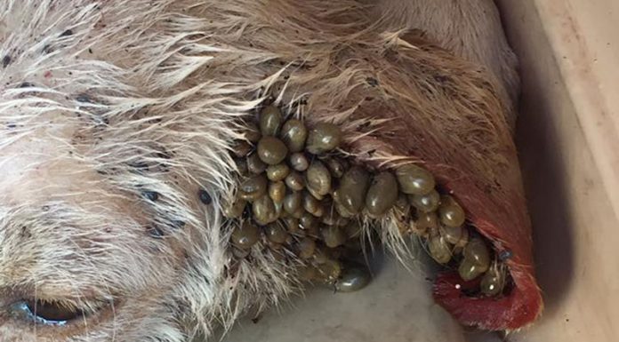 Παλεύει για τη ζωή του ο σκύλος με τα τσιμπούρια στη Χαλκίδα