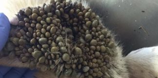 ΧΑΛΚΙΔΑ…Κοινοποιηστε να σωσουμε αυτο το ΣΚΥΛΟ. Αναγκη για ΑΙΜΑ