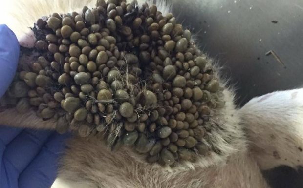 ΧΑΛΚΙΔΑ…Κοινοποιηστε να σωσουμε αυτο το ΣΚΥΛΟ. Αναγκη για ΑΙΜΑ