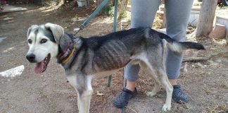 Αδέσποτα στη Χαλκίδα. Οι Εθελοντές μόνο δεν αρκουν