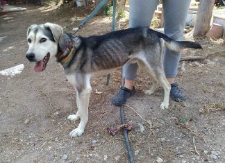 Αδέσποτα στη Χαλκίδα. Οι Εθελοντές μόνο δεν αρκουν