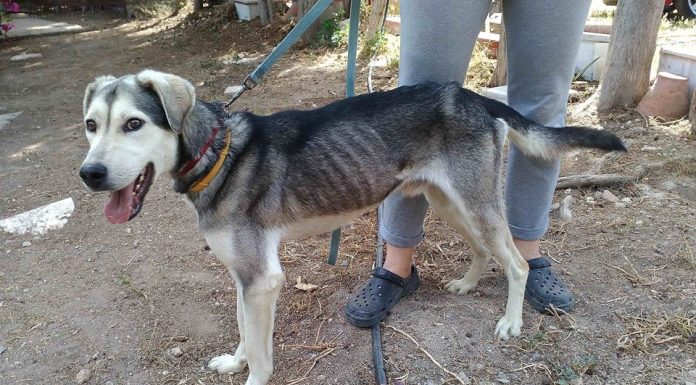 Αδέσποτα στη Χαλκίδα. Οι Εθελοντές μόνο δεν αρκουν