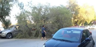 Τωρα. Έπεσε δένδρο στις συκιες πάνω σε 2 αυτοκινητα