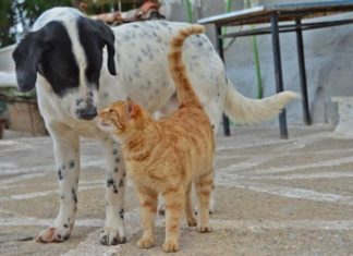 Αυστηρότερες κυρώσεις και ποινές για την κακοποίηση ζώων