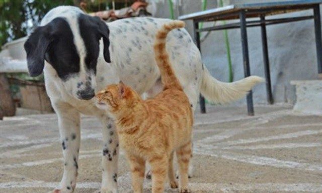 Αυστηρότερες κυρώσεις και ποινές για την κακοποίηση ζώων