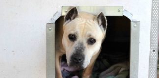 Στηρίζουμε το ΚΑΤΑΦΥΓΙΟ Αδέσποτων Χαλκίδας. Πορεία Διαμαρτυρία. ΕΛΑΤΕ ΜΑΖΙ ΜΑΣ