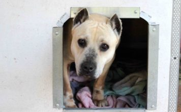 Στηρίζουμε το ΚΑΤΑΦΥΓΙΟ Αδέσποτων Χαλκίδας. Πορεία Διαμαρτυρία. ΕΛΑΤΕ ΜΑΖΙ ΜΑΣ