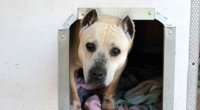 Στηρίζουμε το ΚΑΤΑΦΥΓΙΟ Αδέσποτων Χαλκίδας. Πορεία Διαμαρτυρία. ΕΛΑΤΕ ΜΑΖΙ ΜΑΣ