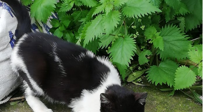 Ένα γατάκι στη Χαλκίδα ζητά τη βοήθειά σου! Διάβασέ το ΔΙΑΔΩΣΤΕ ΤΟ