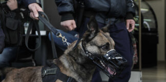 Χαλκίδα: Αστυνομικός σκύλος «ξετρύπωσε» πάνω από 2 κιλά κάνναβης σε σπίτι