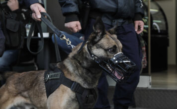 Χαλκίδα: Αστυνομικός σκύλος «ξετρύπωσε» πάνω από 2 κιλά κάνναβης σε σπίτι