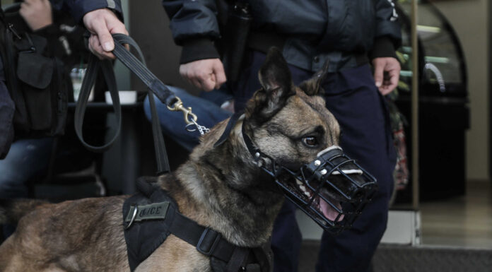 Χαλκίδα: Αστυνομικός σκύλος «ξετρύπωσε» πάνω από 2 κιλά κάνναβης σε σπίτι