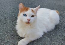 Αδέσποτα στη Χαλκίδα: Η πρωτοβουλία για τις γατούλες της πόλης και η διαφωνία που προκαλεί συζητήσεις