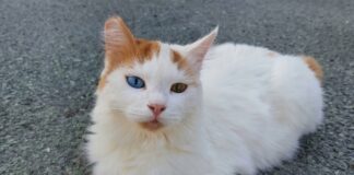 Αδέσποτα στη Χαλκίδα: Η πρωτοβουλία για τις γατούλες της πόλης και η διαφωνία που προκαλεί συζητήσεις