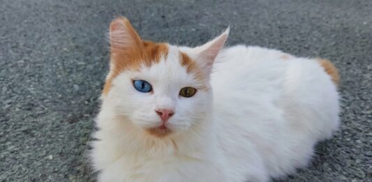 Αδέσποτα στη Χαλκίδα: Η πρωτοβουλία για τις γατούλες της πόλης και η διαφωνία που προκαλεί συζητήσεις