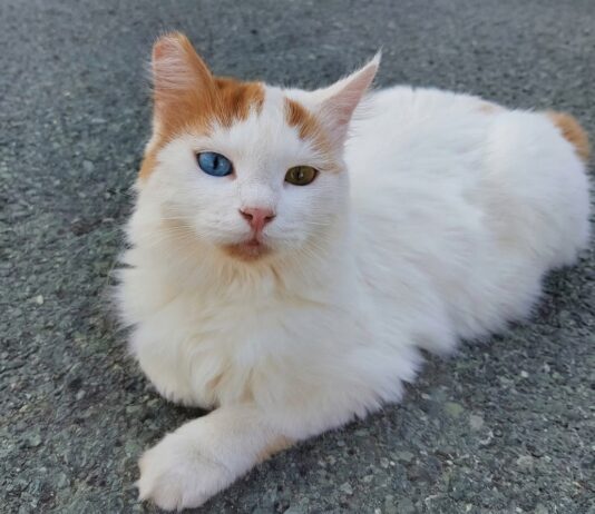 Αδέσποτα στη Χαλκίδα: Η πρωτοβουλία για τις γατούλες της πόλης και η διαφωνία που προκαλεί συζητήσεις