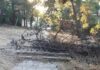 Χαλκίδα: Από θαύμα δεν υπήρξε τραυματισμός – Ξερό πεύκο κατέρρευσε σε πεζόδρομο στο αλσύλλιο της Κανήθου