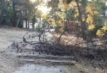 Χαλκίδα: Από θαύμα δεν υπήρξε τραυματισμός – Ξερό πεύκο κατέρρευσε σε πεζόδρομο στο αλσύλλιο της Κανήθου