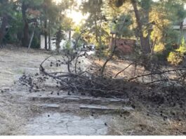 Χαλκίδα: Από θαύμα δεν υπήρξε τραυματισμός – Ξερό πεύκο κατέρρευσε σε πεζόδρομο στο αλσύλλιο της Κανήθου