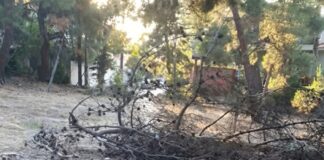 Χαλκίδα: Από θαύμα δεν υπήρξε τραυματισμός – Ξερό πεύκο κατέρρευσε σε πεζόδρομο στο αλσύλλιο της Κανήθου
