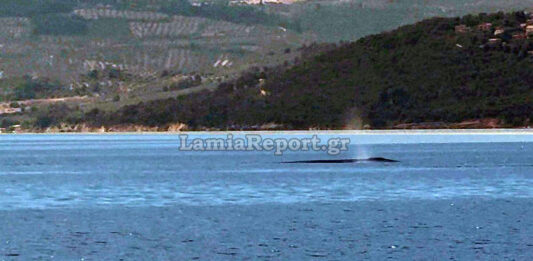 Ένας γίγαντας των ωκεανών στα νερά μας: Το πρωτόγνωρο τετ α τετ με φάλαινα 9 μέτρων που καθηλώνει τον Βόρειο Ευβοϊκό