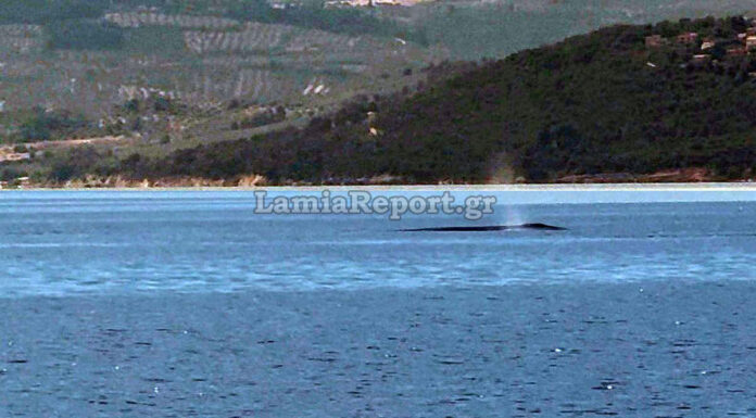 Ένας γίγαντας των ωκεανών στα νερά μας: Το πρωτόγνωρο τετ α τετ με φάλαινα 9 μέτρων που καθηλώνει τον Βόρειο Ευβοϊκό
