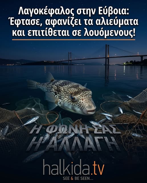 Λαγοκέφαλος στην εύβοια