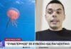 Δεν φταίει μόνο η ζέστη: Η επιστημονική εξήγηση για το «ξέσπασμα» της μωβ μέδουσας και η γεωμορφολογία-κλειδί του Ευβοϊκού