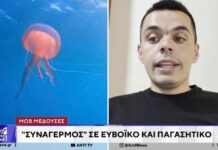 Δεν φταίει μόνο η ζέστη: Η επιστημονική εξήγηση για το «ξέσπασμα» της μωβ μέδουσας και η γεωμορφολογία-κλειδί του Ευβοϊκού