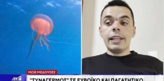 Δεν φταίει μόνο η ζέστη: Η επιστημονική εξήγηση για το «ξέσπασμα» της μωβ μέδουσας και η γεωμορφολογία-κλειδί του Ευβοϊκού