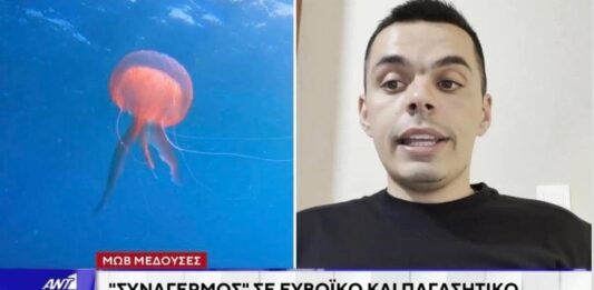 Δεν φταίει μόνο η ζέστη: Η επιστημονική εξήγηση για το «ξέσπασμα» της μωβ μέδουσας και η γεωμορφολογία-κλειδί του Ευβοϊκού