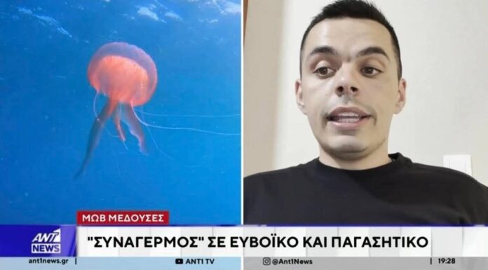 Δεν φταίει μόνο η ζέστη: Η επιστημονική εξήγηση για το «ξέσπασμα» της μωβ μέδουσας και η γεωμορφολογία-κλειδί του Ευβοϊκού