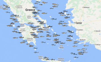 Τι συμβαίνει με τους καρχαρίες στην Ελλάδα: Κάθε πότε επιτίθενται και ποιες περιοχές προτιμούν