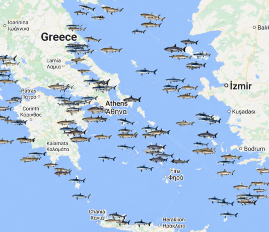 Τι συμβαίνει με τους καρχαρίες στην Ελλάδα: Κάθε πότε επιτίθενται και ποιες περιοχές προτιμούν