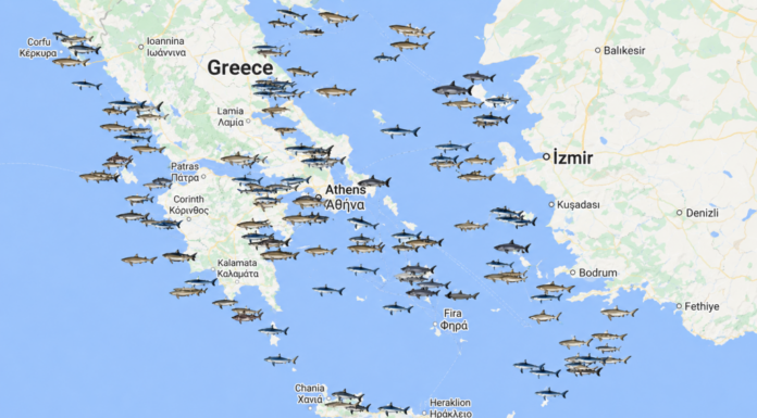 Τι συμβαίνει με τους καρχαρίες στην Ελλάδα: Κάθε πότε επιτίθενται και ποιες περιοχές προτιμούν